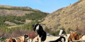 Fortalecimiento Caprino: Agricultura inicia proceso de crotaleo junto a productores beneficiados del programa