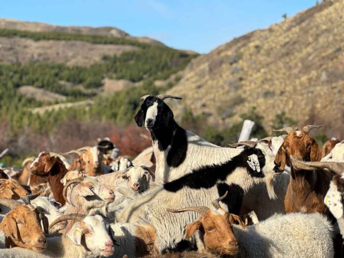 Fortalecimiento Caprino: Agricultura inicia proceso de crotaleo junto a productores beneficiados del programa Fortalecimiento Caprino: Agricultura inicia proceso de crotaleo junto a productores beneficiados del programa