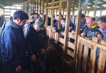 Día de Campo sobre manejo nutricional de ovinos y bovinos en INIA Butalcura