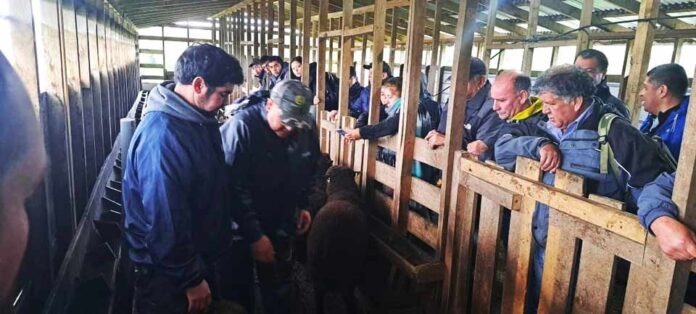 Día de Campo sobre manejo nutricional de ovinos y bovinos en INIA Butalcura