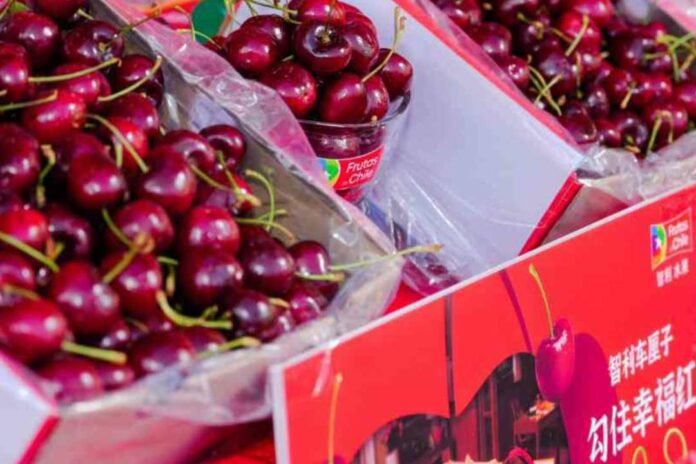 El dilema de la cereza chilena El dilema de la cereza chilena