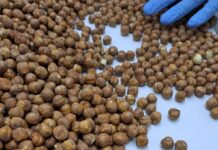 Exportaciones de avellana europea se diversifican con nuevos envíos al extranjero