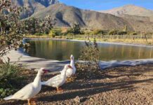 Familia de pequeños agricultores de Salamanca logra mayor eficiencia con obra de acumulación bonificada por la Ley de Riego Familia de pequeños agricultores de Salamanca logra mayor eficiencia con obra de acumulación bonificada por la Ley de Riego