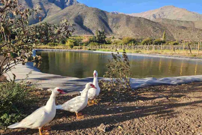 Familia de pequeños agricultores de Salamanca logra mayor eficiencia con obra de acumulación bonificada por la Ley de Riego