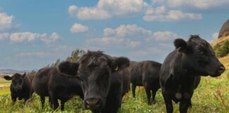 Gobierno constituye Mesa para la Seguridad del Agro en la región de Aysén