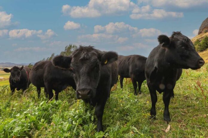 Gobierno constituye Mesa para la Seguridad del Agro en la región de Aysén Gobierno constituye Mesa para la Seguridad del Agro en la región de Aysén