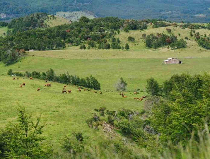 Grain Finishing: la técnica que transforma buena carne en un alimento de excelencia