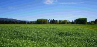 INDAP Biobío invertirá 334 millones de pesos en recuperación de suelos degradados