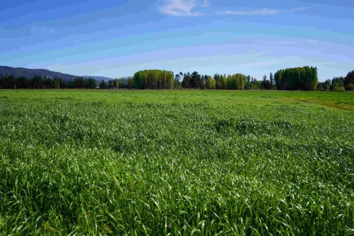 INDAP Biobío invertirá 334 millones de pesos en recuperación de suelos degradados INDAP Biobío invertirá 334 millones de pesos en recuperación de suelos degradados