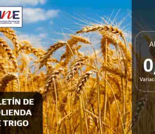 INE Biobío publica cifras de molienda de trigo correspondiente a abril de 2025 INE Biobío publica cifras de molienda de trigo correspondiente a abril de 2025