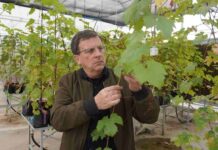 Investigadores chilenos desarrollan vides resistentes para reducir uso de pesticidas 