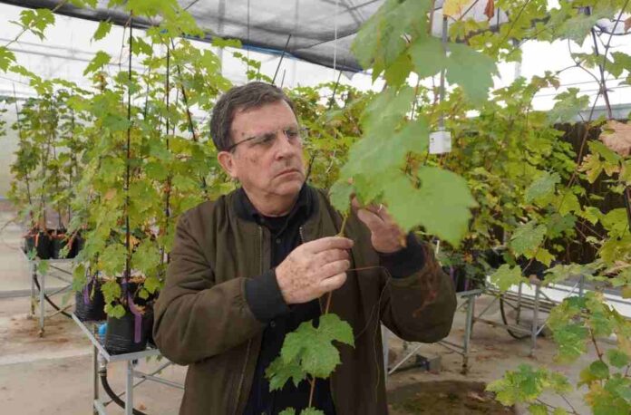 Investigadores chilenos desarrollan vides resistentes para reducir uso de pesticidas Investigadores chilenos desarrollan vides resistentes para reducir uso de pesticidas