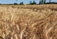 Investigadores de INIA sostienen que es posible mitigar variaciones del precio del trigo y salvaguardar la rentabilidad