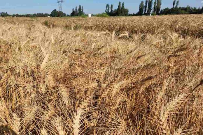 Investigadores de INIA sostienen que es posible mitigar variaciones del precio del trigo y salvaguardar la rentabilidad