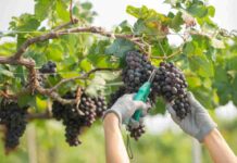 Mejoras en la postcosecha: clave para enfrentar aranceles de Trump