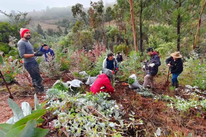 Ministerio del Medio Ambiente, CONAF y FAO invitan a sumar iniciativas de restauración en nuevo registro nacional