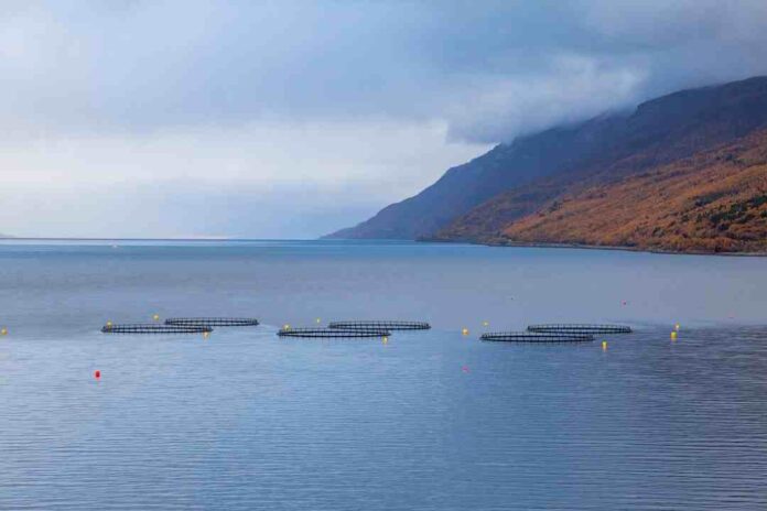 ​​Mowi implementará sistema de alimentación remota en base a IA en el 100% de sus centros de cultivo en Chile