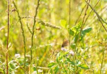 Por una agricultura regenerativa que proteja la biodiversidad