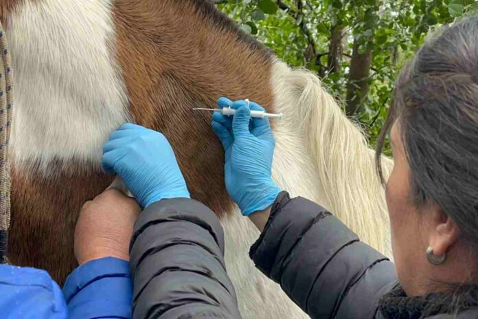 SAG Biobío notifica resultados de muestreo en equinos SAG Biobío notifica resultados de muestreo en equinos