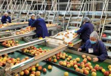 SAG Ñuble aumenta control fitosanitario de manzanas de exportación 