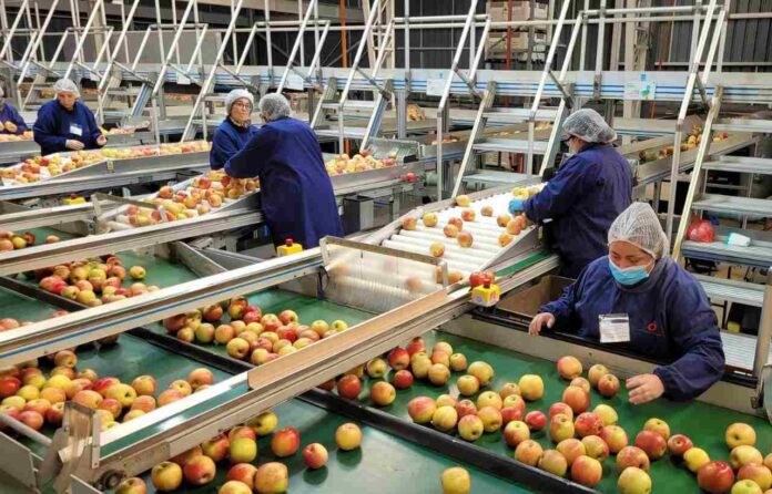 SAG Ñuble aumenta control fitosanitario de manzanas de exportación (1) SAG Ñuble aumenta control fitosanitario de manzanas de exportación