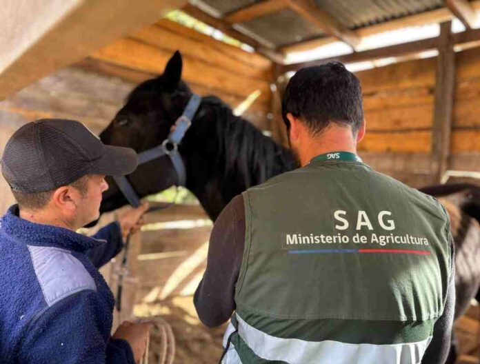 SAG confirma séptimo caso de Anemia Infecciosa Equina en Ñuble y refuerza llamado a realizar manejo preventivos 