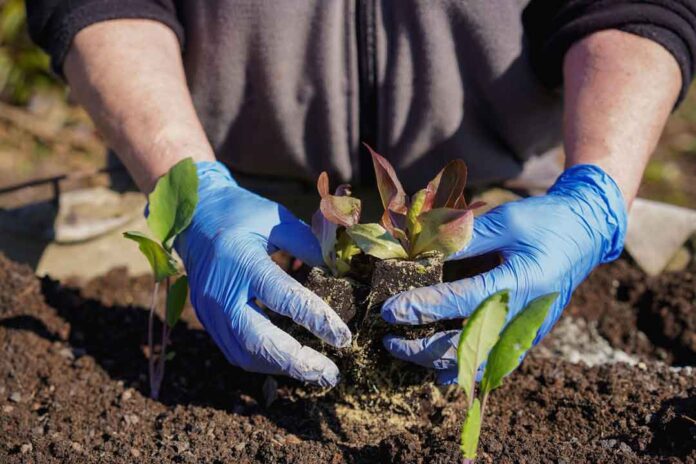 USM avanza en aislamiento de bacterias para biorremediación de sitios contaminados USM avanza en aislamiento de bacterias para biorremediación de sitios contaminados