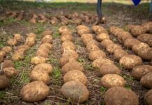 Día Internacional de la Papa: drones, IA y energías limpias al servicio del agro chileno Día Internacional de la Papa: drones, IA y energías limpias al servicio del agro chileno