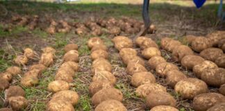 Día Internacional de la Papa: drones, IA y energías limpias al servicio del agro chileno