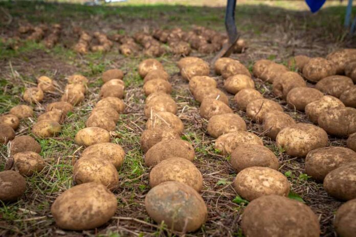 Día Internacional de la Papa: drones, IA y energías limpias al servicio del agro chileno Día Internacional de la Papa: drones, IA y energías limpias al servicio del agro chileno