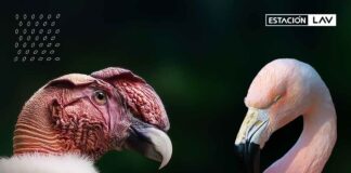 Estación LAV de Metro: Expertos abordan protección de cóndores y flamencos en Chile