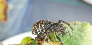 Larvas del suelo: claves para prevenir pérdidas en frutales durante otoño en Ñuble