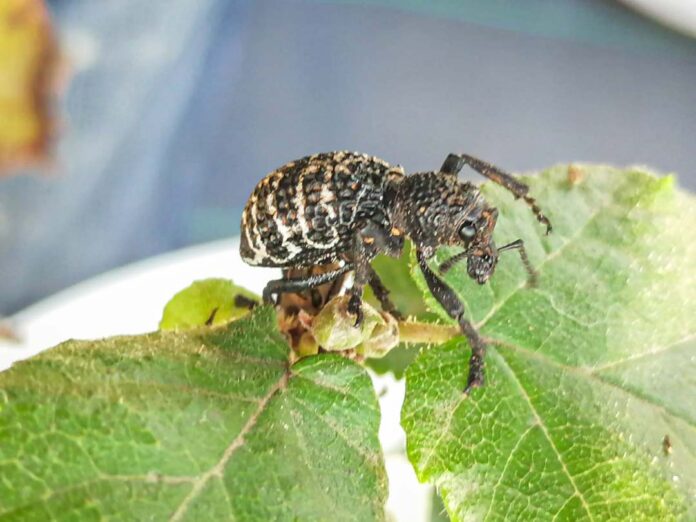 Larvas del suelo: claves para prevenir pérdidas en frutales durante otoño en Ñuble Larvas del suelo: claves para prevenir pérdidas en frutales durante otoño en Ñuble