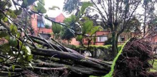 Aplicación ayuda a prevenir caída de árboles