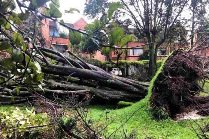 Aplicación ayuda a prevenir caída de árboles