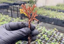 Avances para conservar uno de los árboles más australes: Fundación Reforestemos investiga la reproducción del Ciprés de las Guaitecas Avances para conservar uno de los árboles más australes: Fundación Reforestemos investiga la reproducción del Ciprés de las Guaitecas