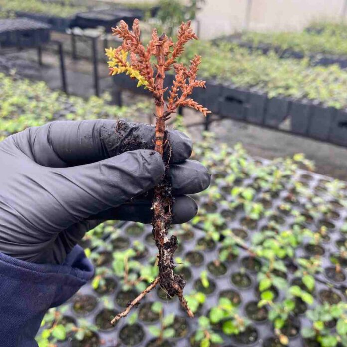 Avances para conservar uno de los árboles más australes: Fundación Reforestemos investiga la reproducción del Ciprés de las Guaitecas