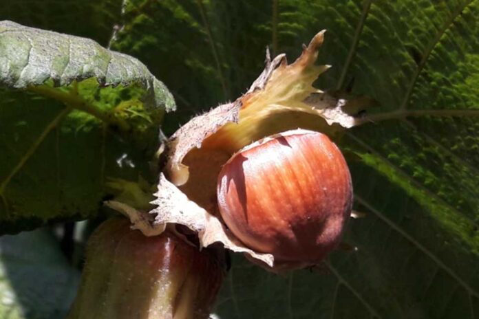 Avellano europeo en Chile (1) Avellano europeo en Chile