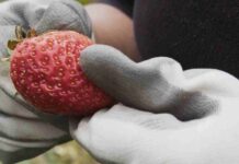 BBC de Londres y Balloon Latam transmitirán documental sobre emprendedora socioambiental de Caleta Tortel BBC de Londres y Balloon Latam transmitirán documental sobre emprendedora socioambiental de Caleta Tortel