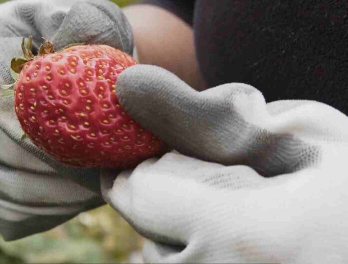 BBC de Londres y Balloon Latam transmitirán documental sobre emprendedora socioambiental de Caleta Tortel
