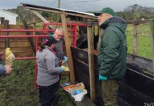 Chile avanza hacia un hito sanitario: SAG refuerza plan para erradicar la brucelosis bovina en Chiloé