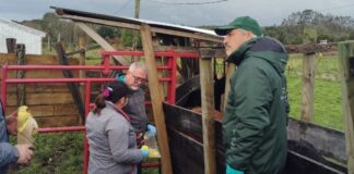 Chile avanza hacia un hito sanitario: SAG refuerza plan para erradicar la brucelosis bovina en Chiloé