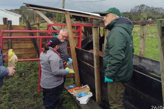 Chile avanza hacia un hito sanitario: SAG refuerza plan para erradicar la brucelosis bovina en Chiloé