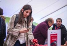 Chile fortalece liderazgo frutícola: manzana chilena se consolida en Brasil, Colombia y Ecuador Chile fortalece liderazgo frutícola: manzana chilena se consolida en Brasil, Colombia y Ecuador
