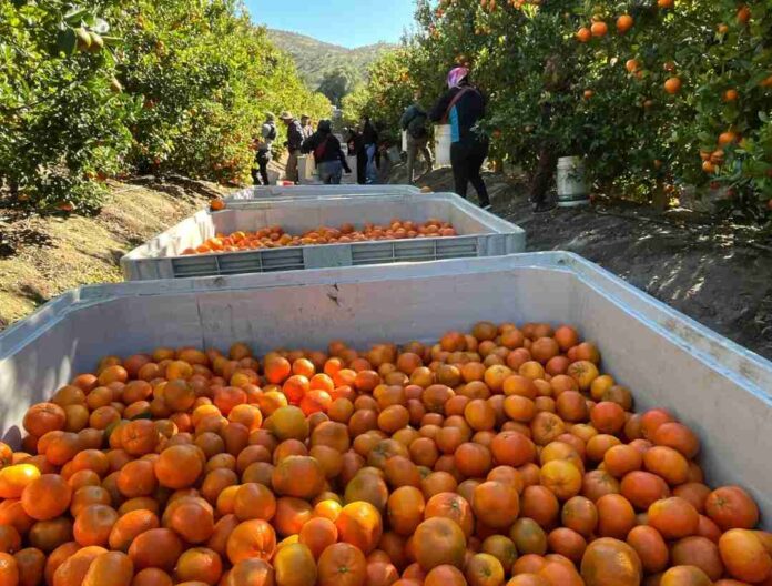 Compras públicas: una oportunidad estratégica para los productores de fruta de la Región de Coquimbo