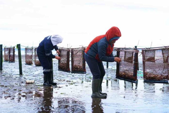 De Tarapacá a Los Lagos diagnósticos organizacionales impulsan la mejora productiva en áreas de manejo de recursos bentónicos De Tarapacá a Los Lagos: diagnósticos organizacionales impulsan la mejora productiva en áreas de manejo de recursos bentónicos