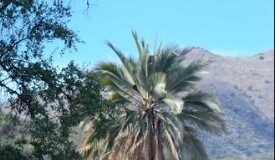 Detectan nuevas poblaciones de palma chilena no incluidas en catastro de Región de Coquimbo