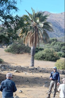 Detectan nuevas poblaciones de palma chilena no incluidas en catastro de Región de Coquimbo Detectan nuevas poblaciones de palma chilena no incluidas en catastro de Región de Coquimbo