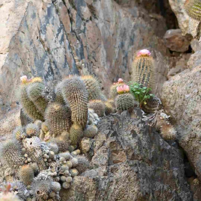 El chilenito cactus endémico que solo vive en 10 km de la costa chilena (1) El chilenito: cactus endémico que solo vive en 10 km de la costa chilena