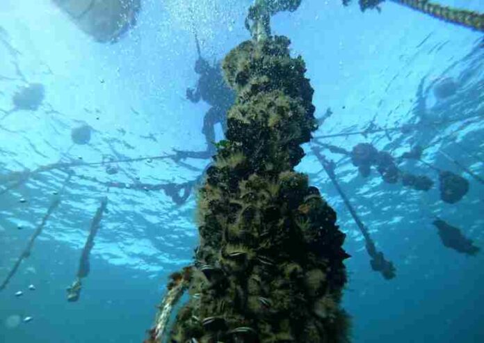 Granjas Marinas buscan mejorar la productividad de las áreas de manejo de pescadores artesanales en la región de Coquimbo Granjas-Marinas-buscan-mejorar-la-productividad-de-las-areas-de-manejo-de-pescadores-artesanales-en-la-region-de-